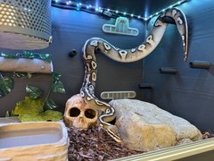 Snake Enrichment Climbing 6X Hoops +12X Pegs toys for snake royal python Bundle