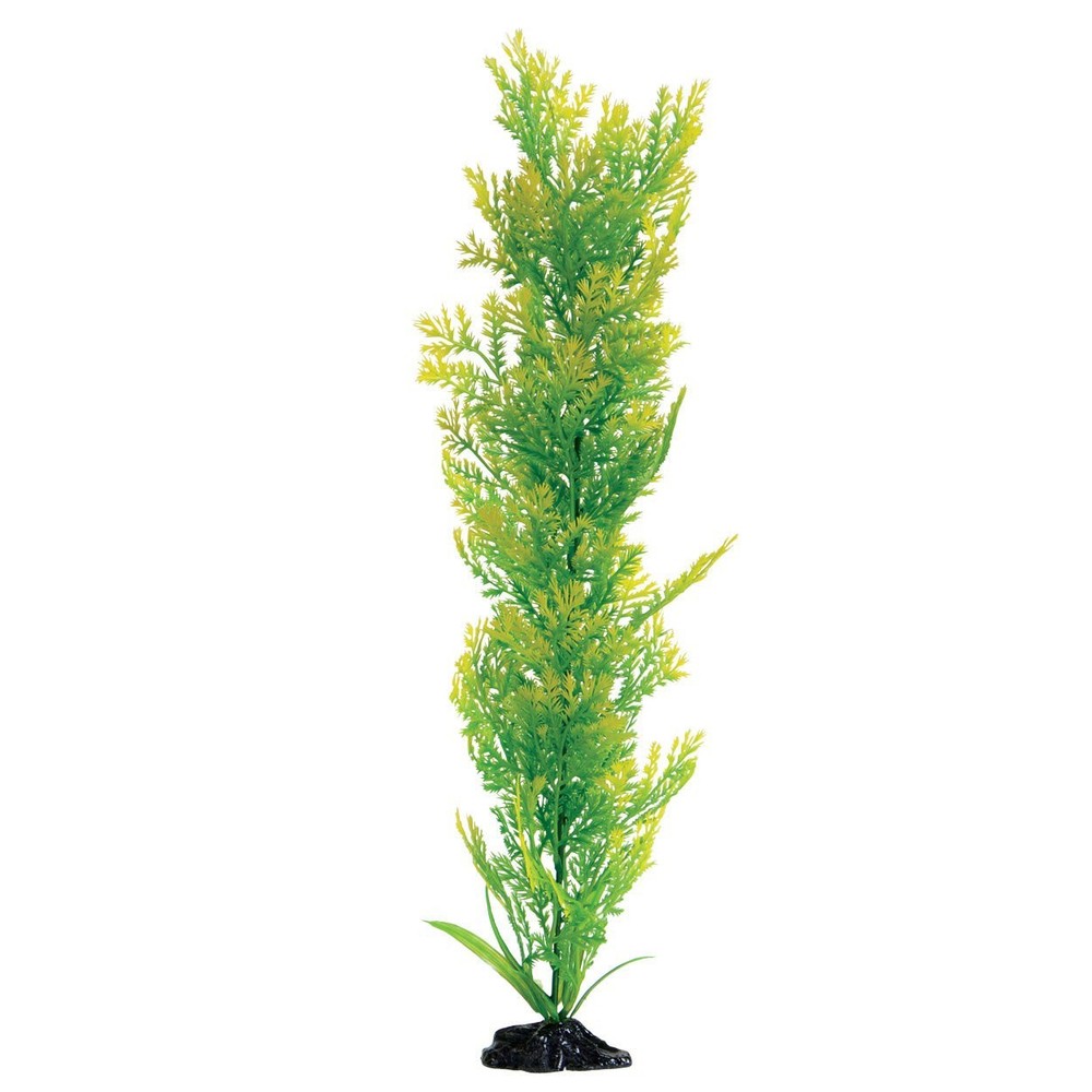 Underwater Treasures Water Violet Plant Select Size:: 20 inch