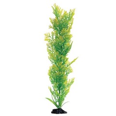 Underwater Treasures Water Violet Plant Select Size:: 20 inch