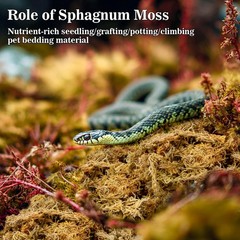RAINFLOW Sphagnum Moss for Reptiles – 5.6 OZ Reptile Peat Terrarium…