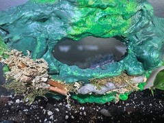 Multi use Magnetic Hides For Terrariums And Cages