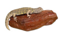 MagNatural Sm Rock Ledge Mojave – Pet-Tekk