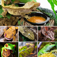 Magnetic Reptile Feeding Ledge, Gecko Feeder Ledge with 4PCS Cups, Hollow Vine F