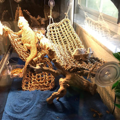 Bearded Dragon Hammock,Reptile Lounger Lizard Natural Seagrass Habitat Decor Rep