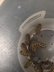 25+ Armadillidium Gestroi And 200+ Tropical Pink Springtails