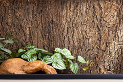 New Age Pet 48″ Cork Background for Mojave Reptile Lounge Habitat