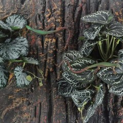 Fake Reptile Plants for Reptile Terrarium Plants, Fake Arrowhead Plants Red