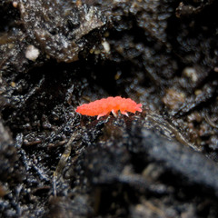 25+ Thai Red Lobella Springtails Rare Starter Culture Feeder LAG