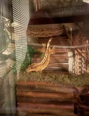 Reptile Habitat Accessories Bundle for Terrarium