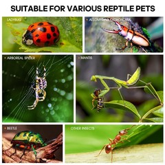 MYGIIKAKA Jumping Spider Enclosure Accessories, 3x3x6 inch, Transparent