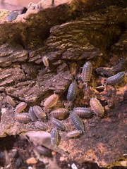 25+ Isopods porcellio scaber lava rolly polly Cleanup Crew vivarium/terrarium