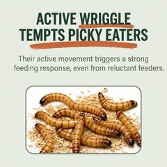 Medium Superworms 1-1.5 inch Live Feeder Insects | FREE SHIPPING & Live Arrival