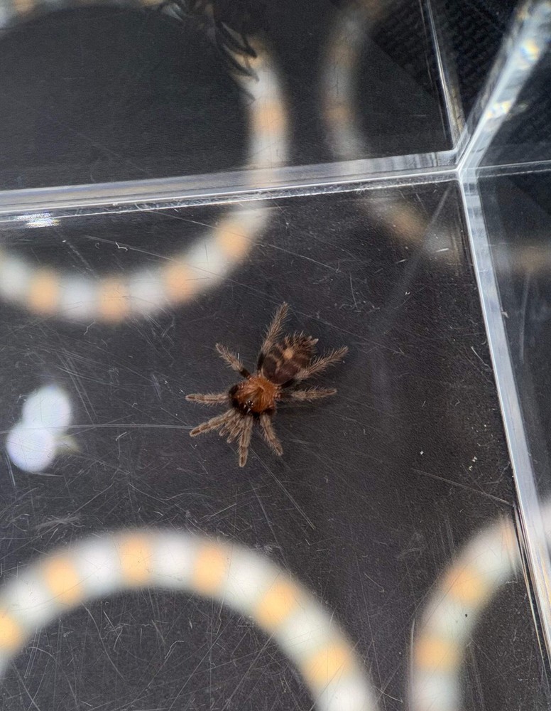 Guatemalan Tiger Rump Tarantula (Davus pentaloris) – 1/4-1/2 in