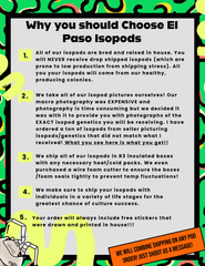 A. Werneri, “Orange” isopod – Bioactive clean up crew – Choose your count