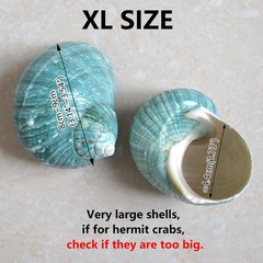 2pcs Hermit Crab Shells XL Size Opening 1.73″ Natural Sea Conch Turbo Seashel…