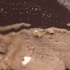 100+ Globular Cave Springtails Arrhopalites Caecus On Clay Culture LAG