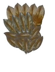 1 gallon Sterilized Magnolia Assorted Size Leaf Litter