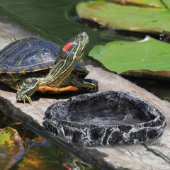 Turtle Disc Reptile Water Tray Lizard Feeding Bowl Food Small Dish