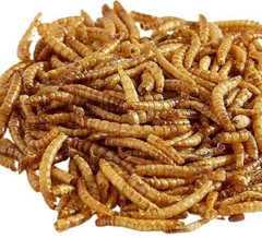 Live Mealworm Reptile Feeders – Living Worm Alive Lizard Natural Food Diet