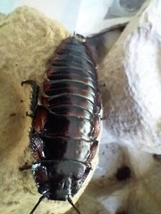 Flat Horn Hissers (Aeluropoda insignis) 10+ Nymphs