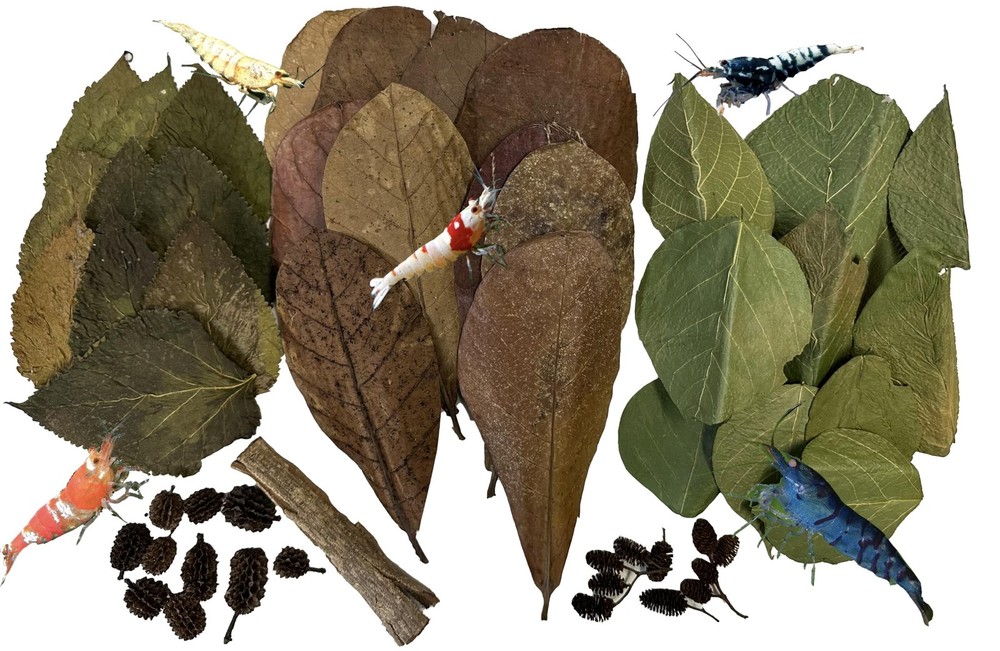 Awesome Aquatic Shrimp Combo Kit 10 Each Catappa, Mulberry and Dadap Leaves, …