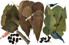 Awesome Aquatic Shrimp Combo Kit 10 Each Catappa, Mulberry and Dadap Leaves, …