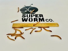 Live Superworms – 50-2000 counts – 4 different sizes – First Class/Priority Mail