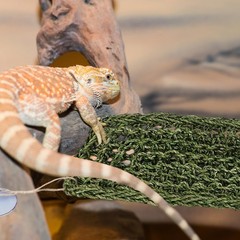 2 Pcs Bearded Dragon Hammock Lizard Reptile Climbing Lounger for Gecko Snake