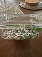 1000CT Medium Size Live Silkworms+4 sandwich bags of mulberry leaves