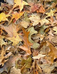 1 Gallon Organic Oak Tree Leaf Litter Heat Treated Reptile Frog Terrarium Isopod