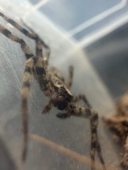 Selenopid Crab Spider (Selenops actophilus) – 1/2-3/4 in