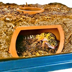 Reptile Underground Cave Viewing Hide Hognose Snake Leopard Gecko Habitat