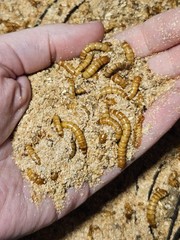 ORGANIC Wheat Bran Bedding & Gut-Load for Superworms Mealworms & Feeders