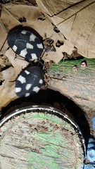 Domino Roach (Therea petiveriana) 20+ Nymphs