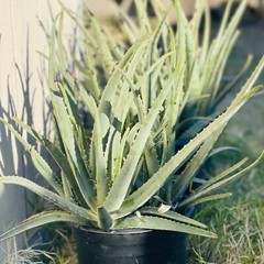 8″ Aloe Vera Barbadensis Miller Cactus Live Plant Edible Ayurvedic Medicinal