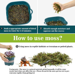 Sphagnum Moss for Reptiles – Terrarium Reptiles Moss Green Dried Peat Moss Habit