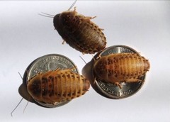 Large dubia roaches