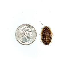 Dubia Roaches (Adult Breeding Pairs) – Live Feeder Insects for Reptiles