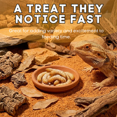TC INSECTS Live Wax Worms Feeder Insects for Reptiles Amphibians Birds & More