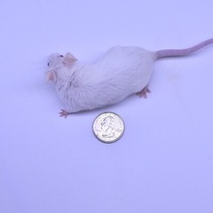 Frozen Feeder Mice: 75 Large Adults -FREE S&H -MiceDirect !!! Rodents! Reptiles
