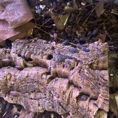 25+ Isopods porcellio scaber lava rolly polly Cleanup Crew vivarium/terrarium