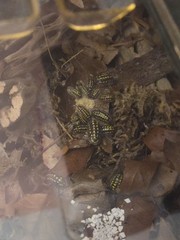 Armadillidium Gestroi Live Yellow Spotted Isopods, 10 Ct