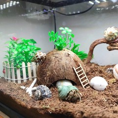 15 PCS Hermit Crab Shell Growth Seashells Natural Coconut Hut Fish Tank Decor
