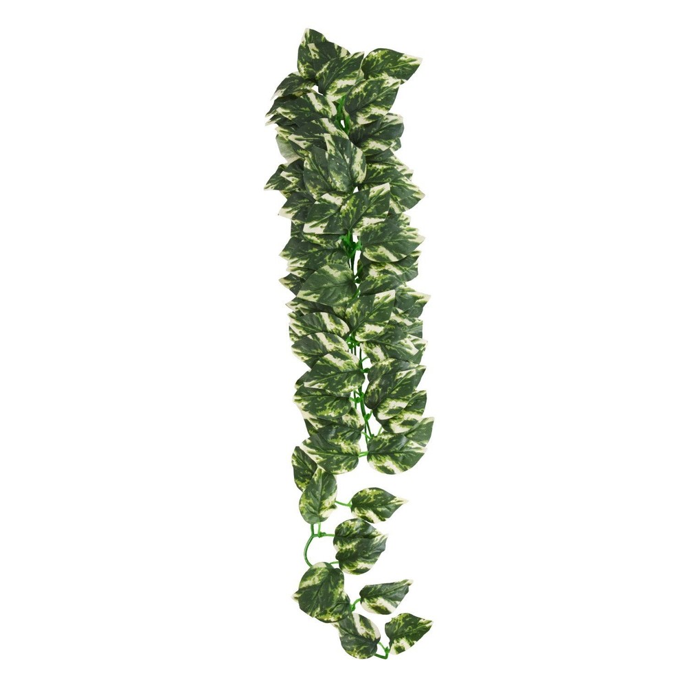 Reptile Treasures Manjula Plant 24 inch