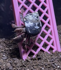 Hermit Crab Climbing Ladder Hermit Crab Habitat Decor Ornament Accessories Toys