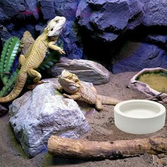 3 Pcs Reptile Food Bowl, Ceramic Water Feeder Bowl For Lizard Anoles B
