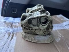 Reptiles Habitat accessories Food & Water Bowl Skulls Comes without Boxes
