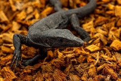 ReptiChip Coconut Substrate 72 Quart for Reptiles