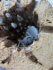 Blue Death Feigning Beetle (Asbolus verrucosus) – 1 in
