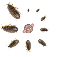 Dubia Roaches (Large- 3 Sizes)